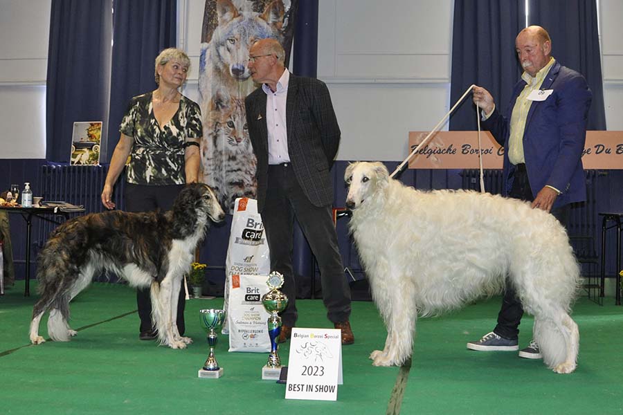 Belgian Borzoi Special 2023